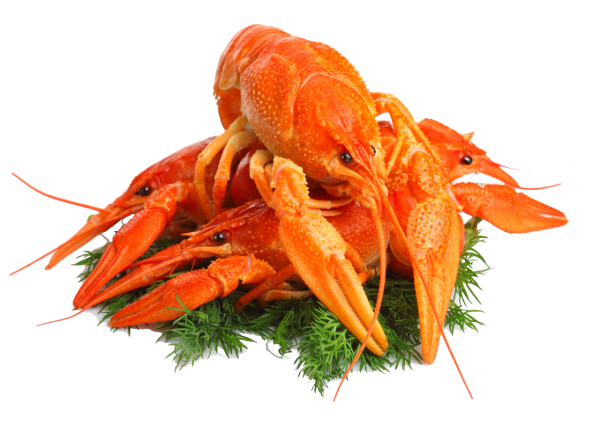 Lobster PNG Free Download 16