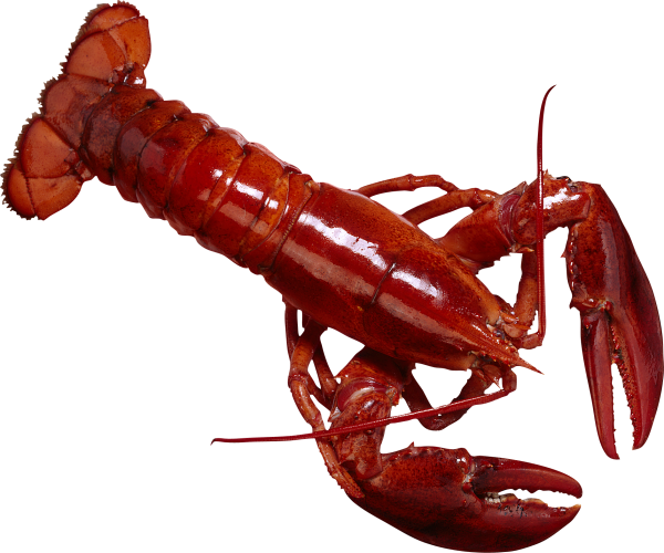 Lobster PNG Free Download 17