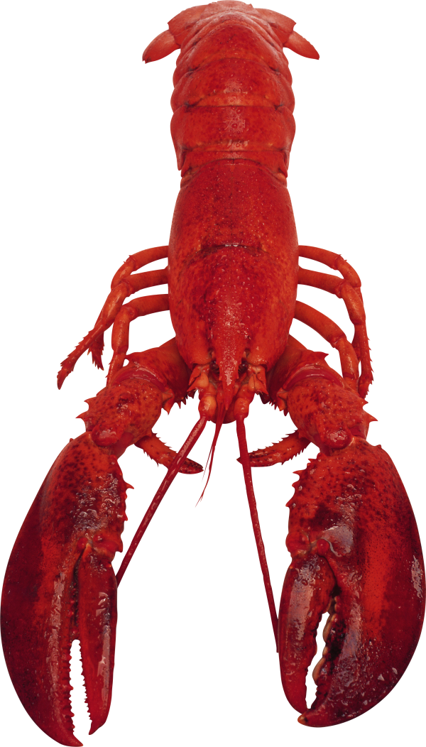 Lobster PNG Free Download 18