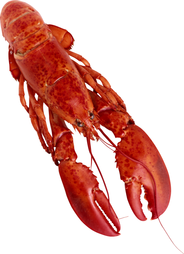 Lobster PNG Free Download 2