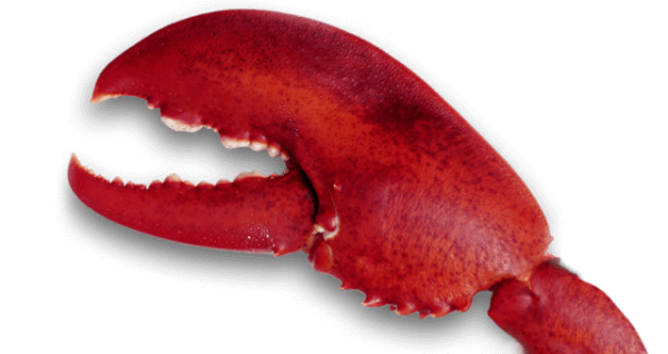 Lobster PNG Free Download 22