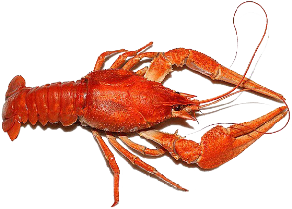 Lobster PNG Free Download 23