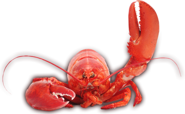 Lobster PNG Free Download 24