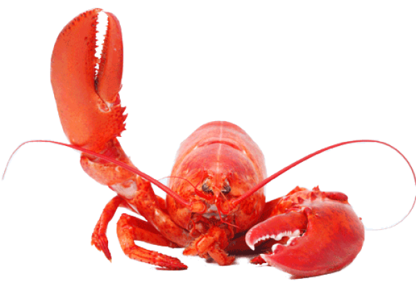 Lobster PNG Free Download 25