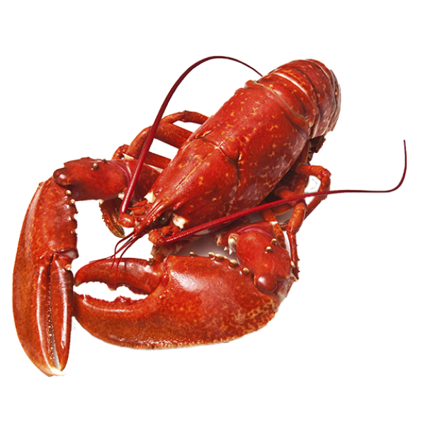 Lobster PNG Free Download 26