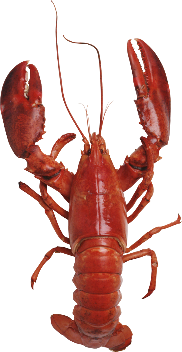 Lobster PNG Free Download 3