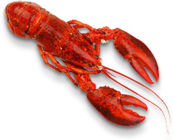 Lobster PNG Free Download 30