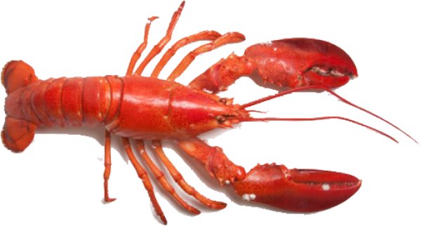 Lobster PNG Free Download 33