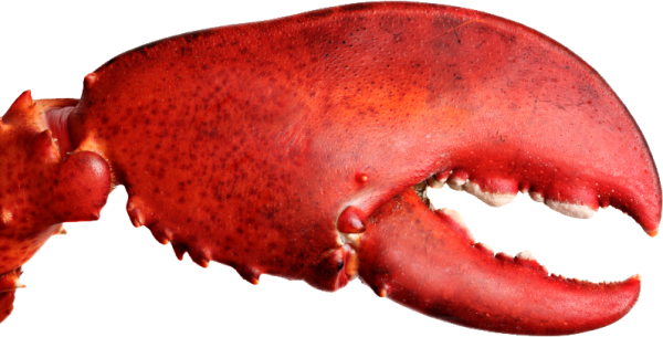 Lobster PNG Free Download 34