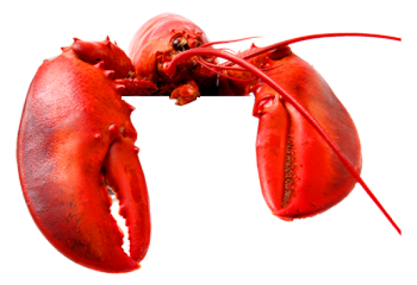 Lobster PNG Free Download 36