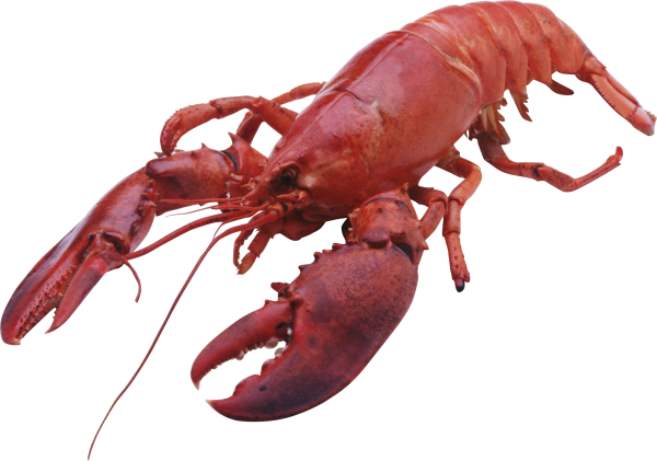 Lobster PNG Free Download 5