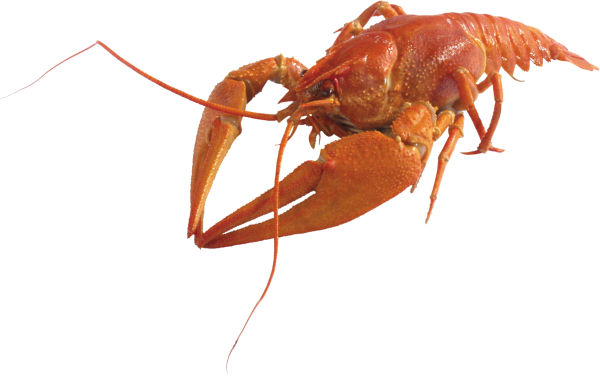 Lobster PNG Free Download 6