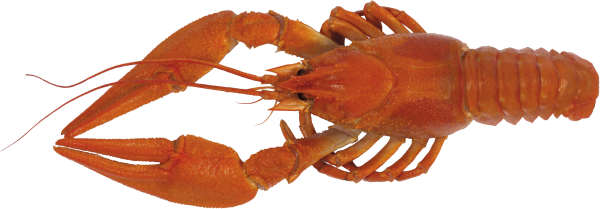 Lobster PNG Free Download 8