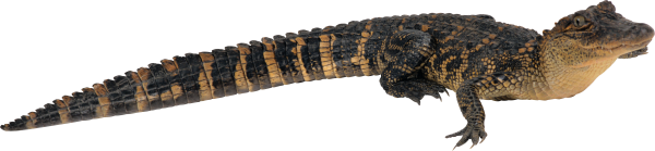 Long Tail Crocodile Png