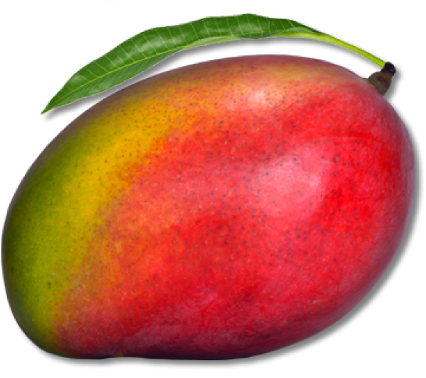 Mango PNG Free Download 13
