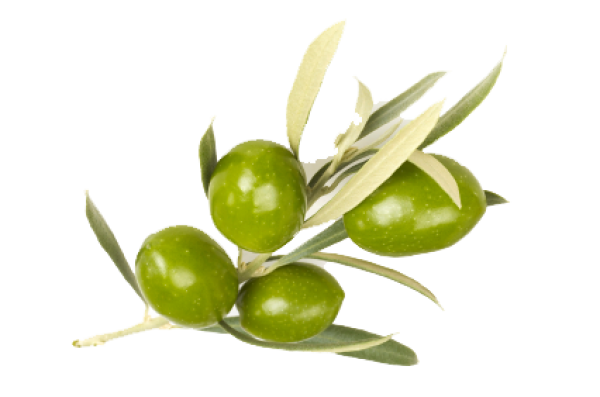 Olives PNG Free Download 25