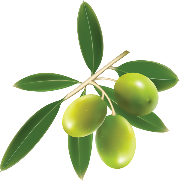 Olives PNG Free Download 3
