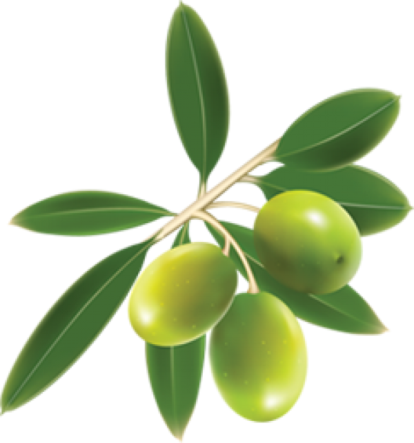 Olives PNG Free Download 61
