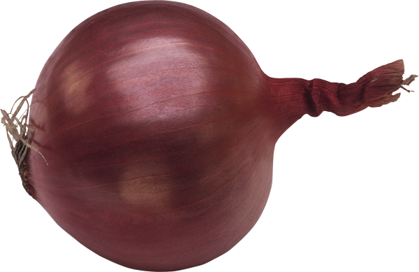 Onion PNG Free Download 10