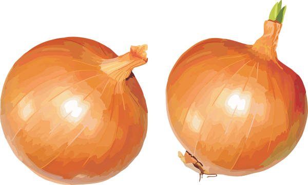 Onion PNG Free Download 11