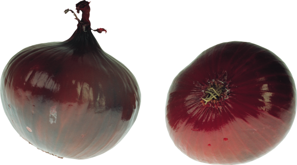 Onion PNG Free Download 13