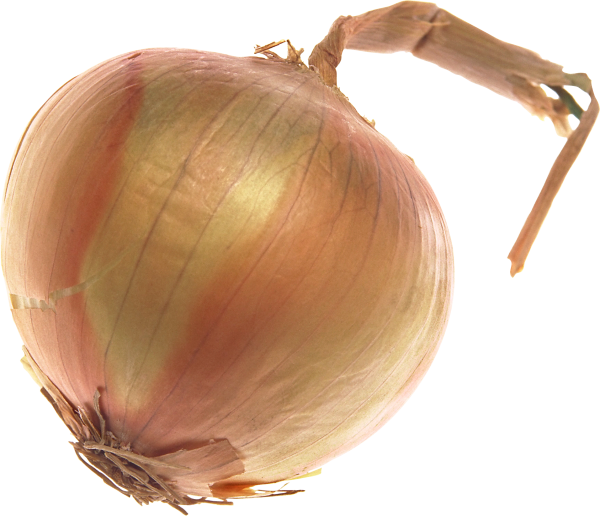 Onion PNG Free Download 14