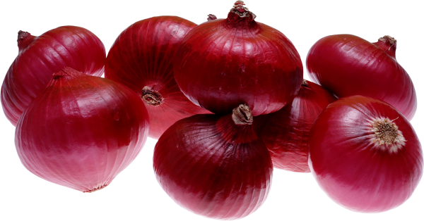 Onion PNG Free Download 15