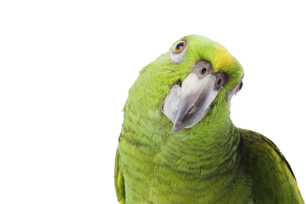 Parrot PNG Free Download 1