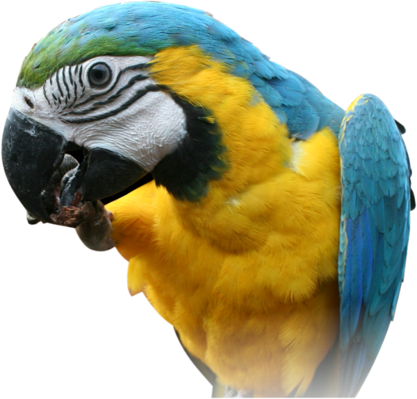 Parrot PNG Free Download 10