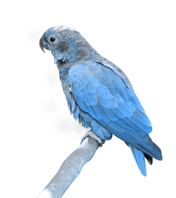 Parrot PNG Free Download 11