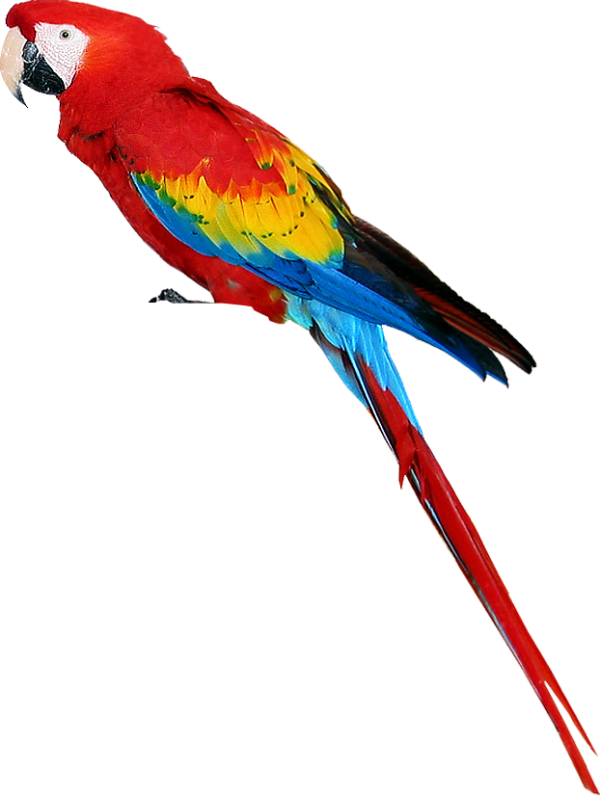 Parrot PNG Free Download 13