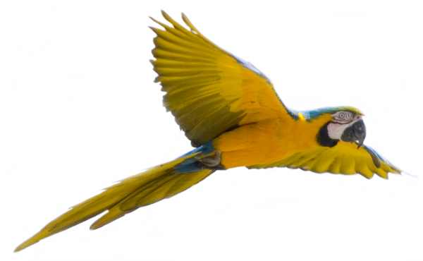 Parrot PNG Free Download 14