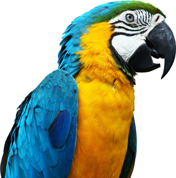 Parrot PNG Free Download 15