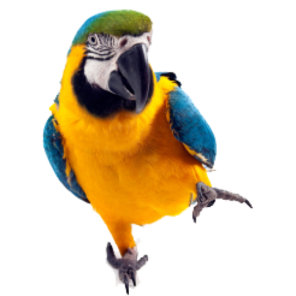 Parrot PNG Free Download 16