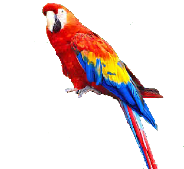 Parrot PNG Free Download 17
