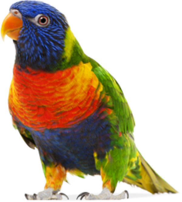 Parrot PNG Free Download 18