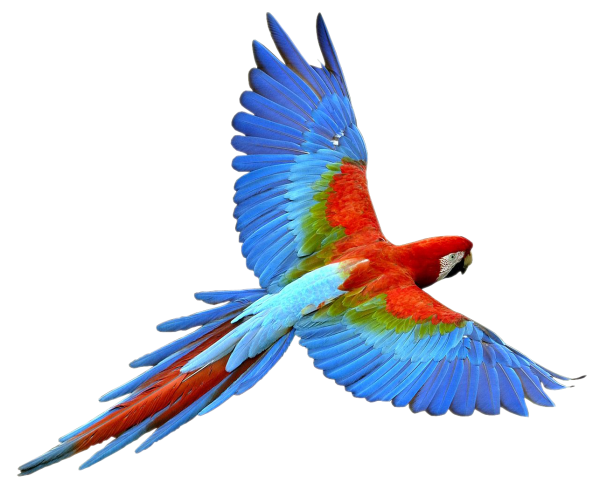 Parrot PNG Free Download 19