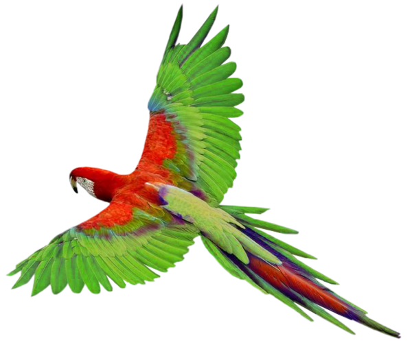 Parrot PNG Free Download 2