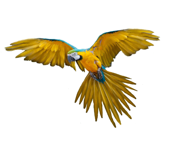Parrot PNG Free Download 20