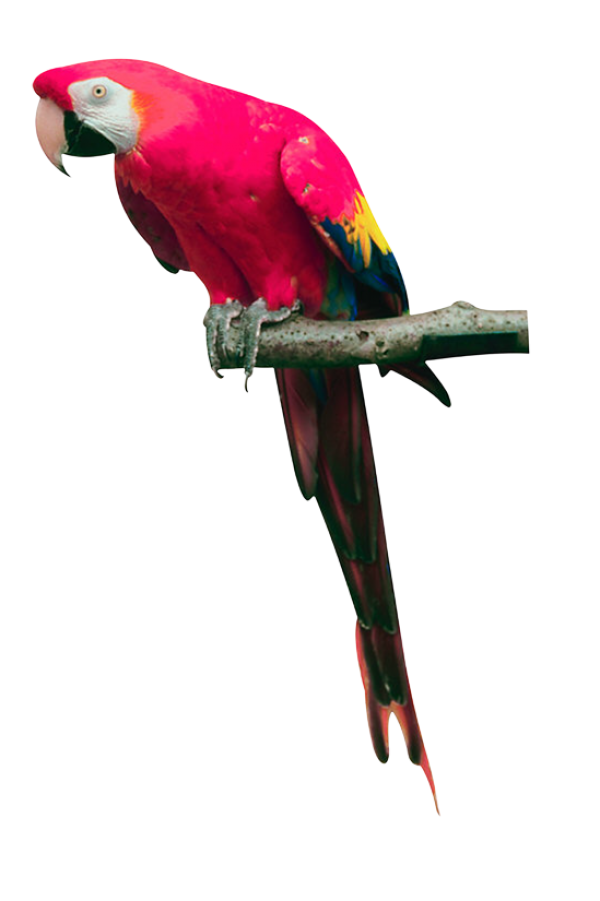 Parrot PNG Free Download 21