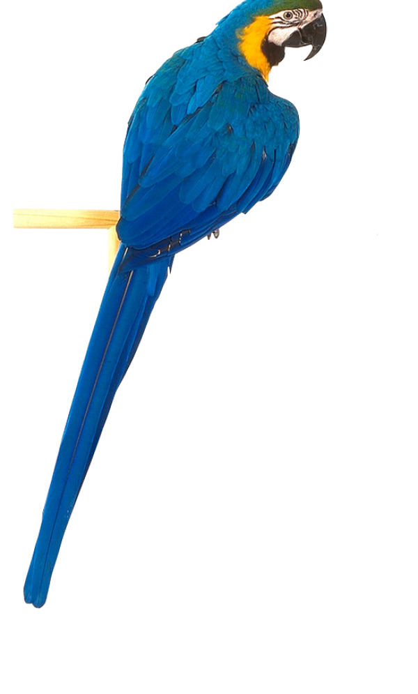 Parrot PNG Free Download 22