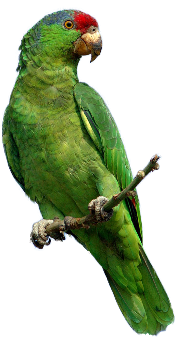 Parrot PNG Free Download 24