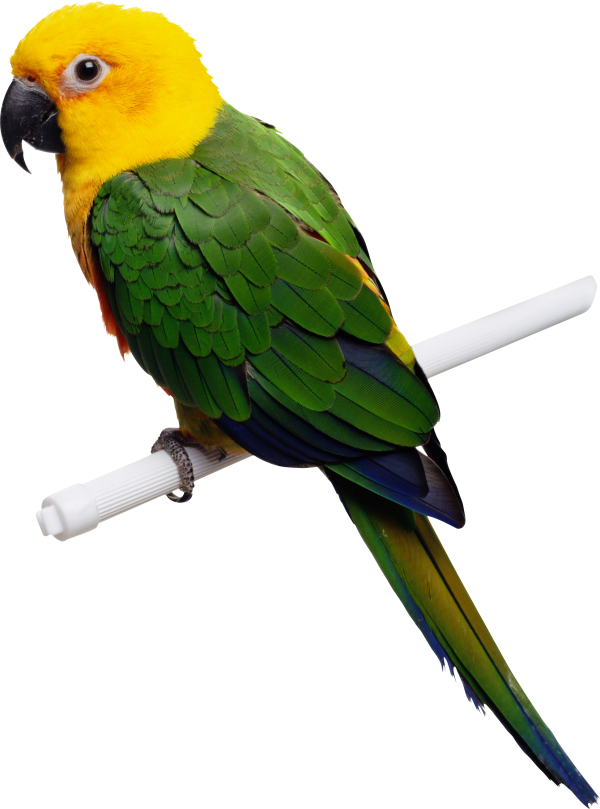 Parrot PNG Free Download 26