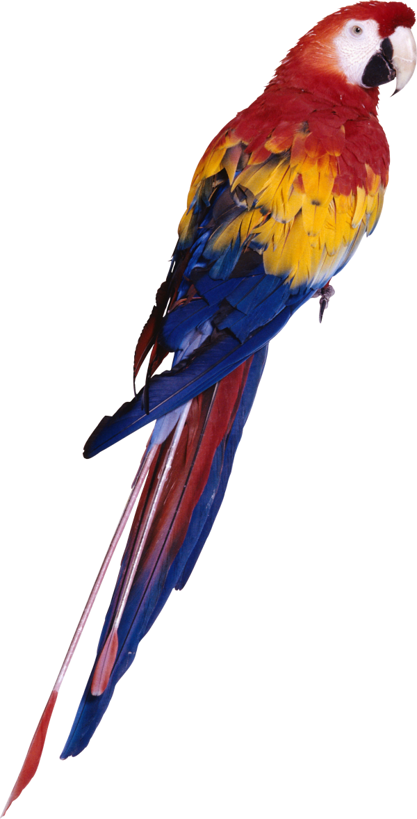 Parrot PNG Free Download 4