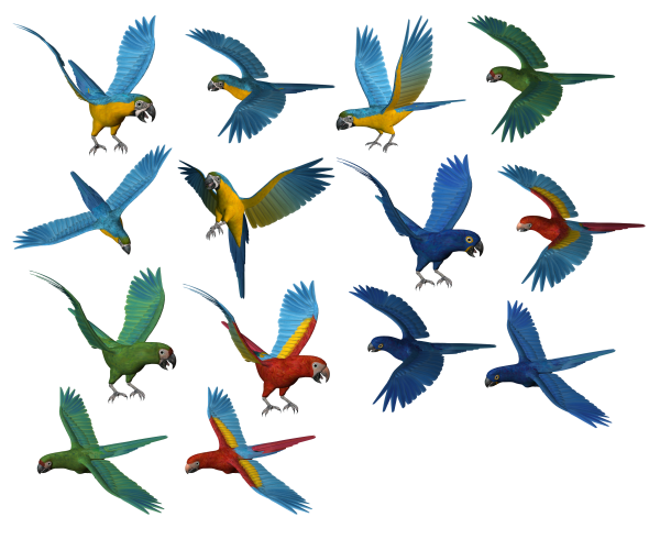Parrot PNG Free Download 5