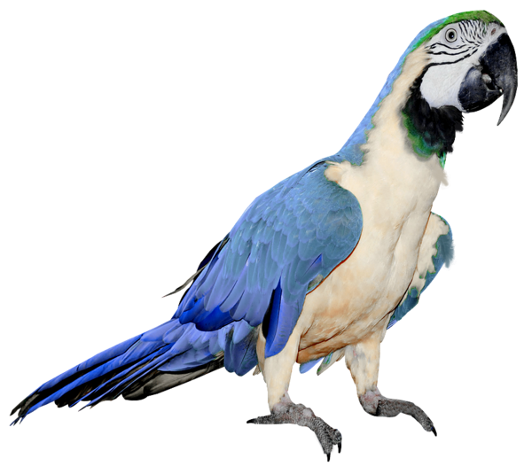 Parrot PNG Free Download 6