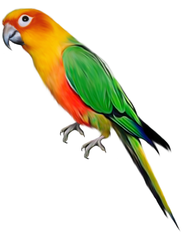 Parrot PNG Free Download 7