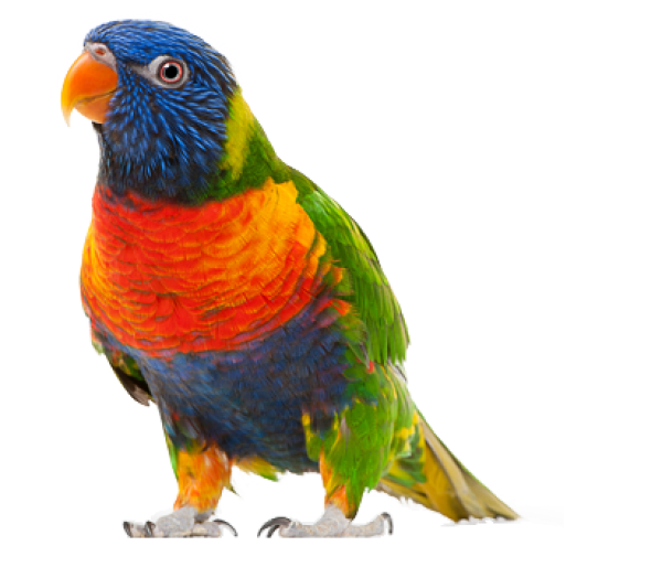 Parrot PNG Free Download 8