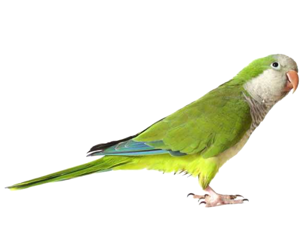 Parrot PNG Free Download 9