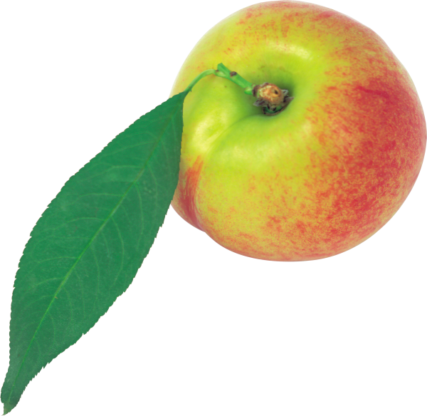 Peach PNG Free Download 16